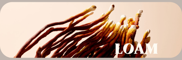 Why Most Mushroom Supplements Aren't Working and How LOAM Is Different