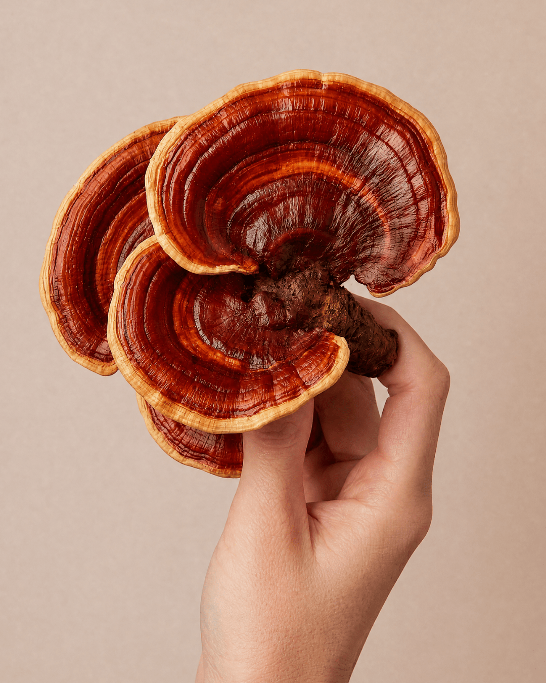 Reishi 10 Servings Organic Extract Powder
